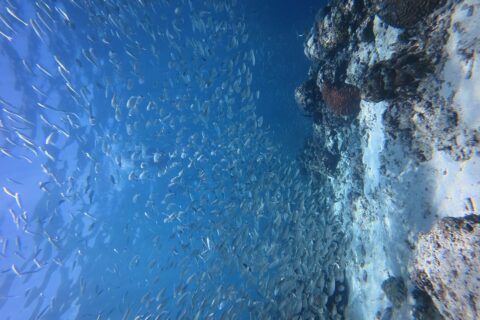 Duizenden zilveren sardines in een dichte school in het blauwe water, tegen de wand waar een rood hersenkoraal uitspringt.