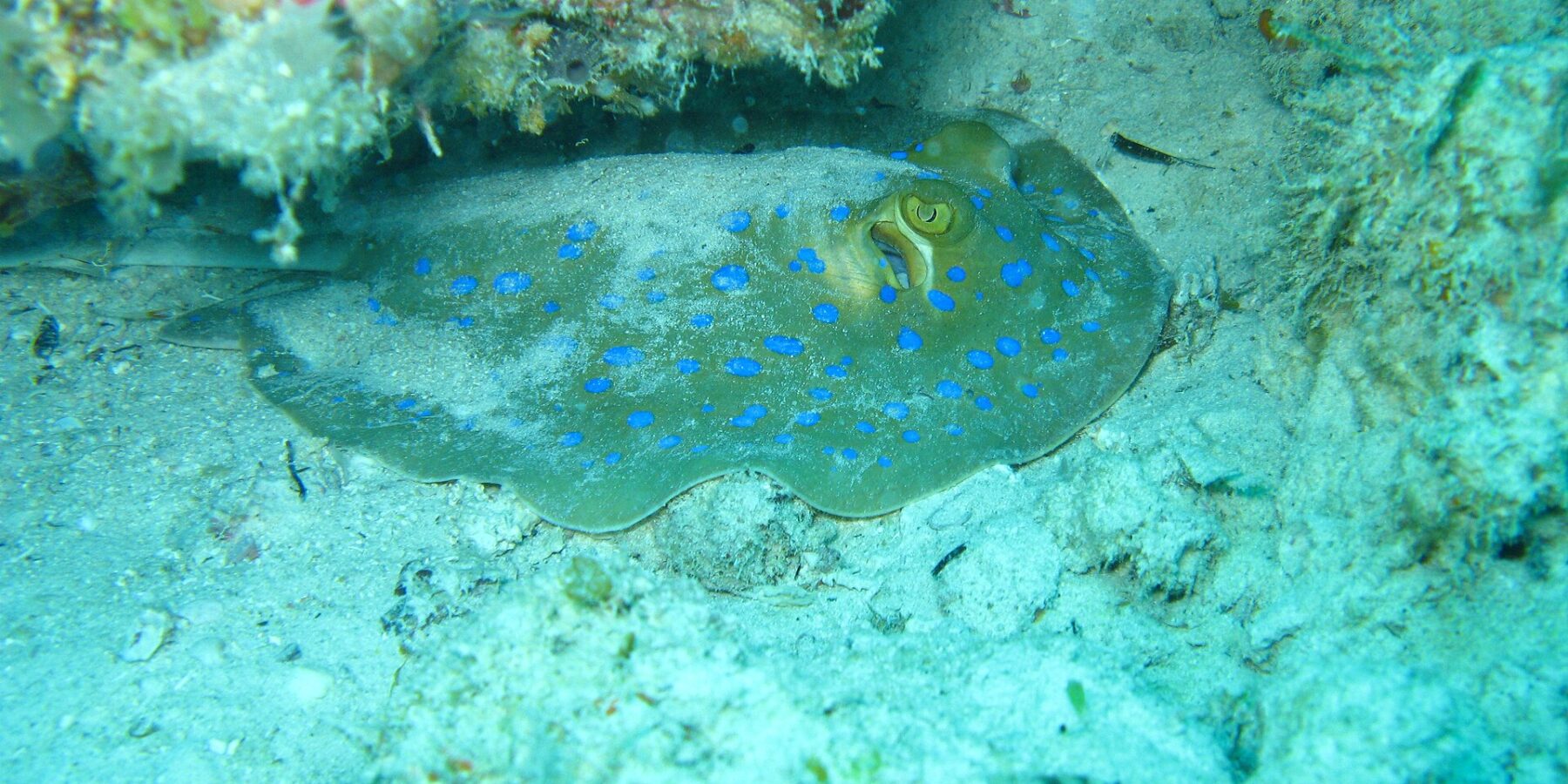 Een blauwgevlekte pijlstaartrog op het zand onder een koraaloverhang, in turquoise water