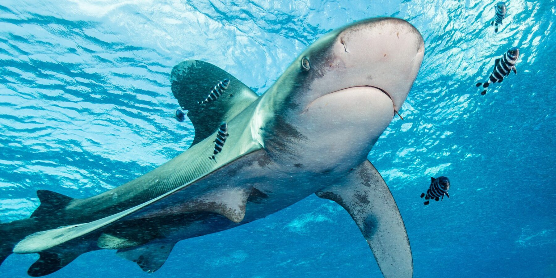 Een oceanische witpunthaai met witgerande vinnen zwemt onder het oppervlak, omringd door gestreepte loodsvissen