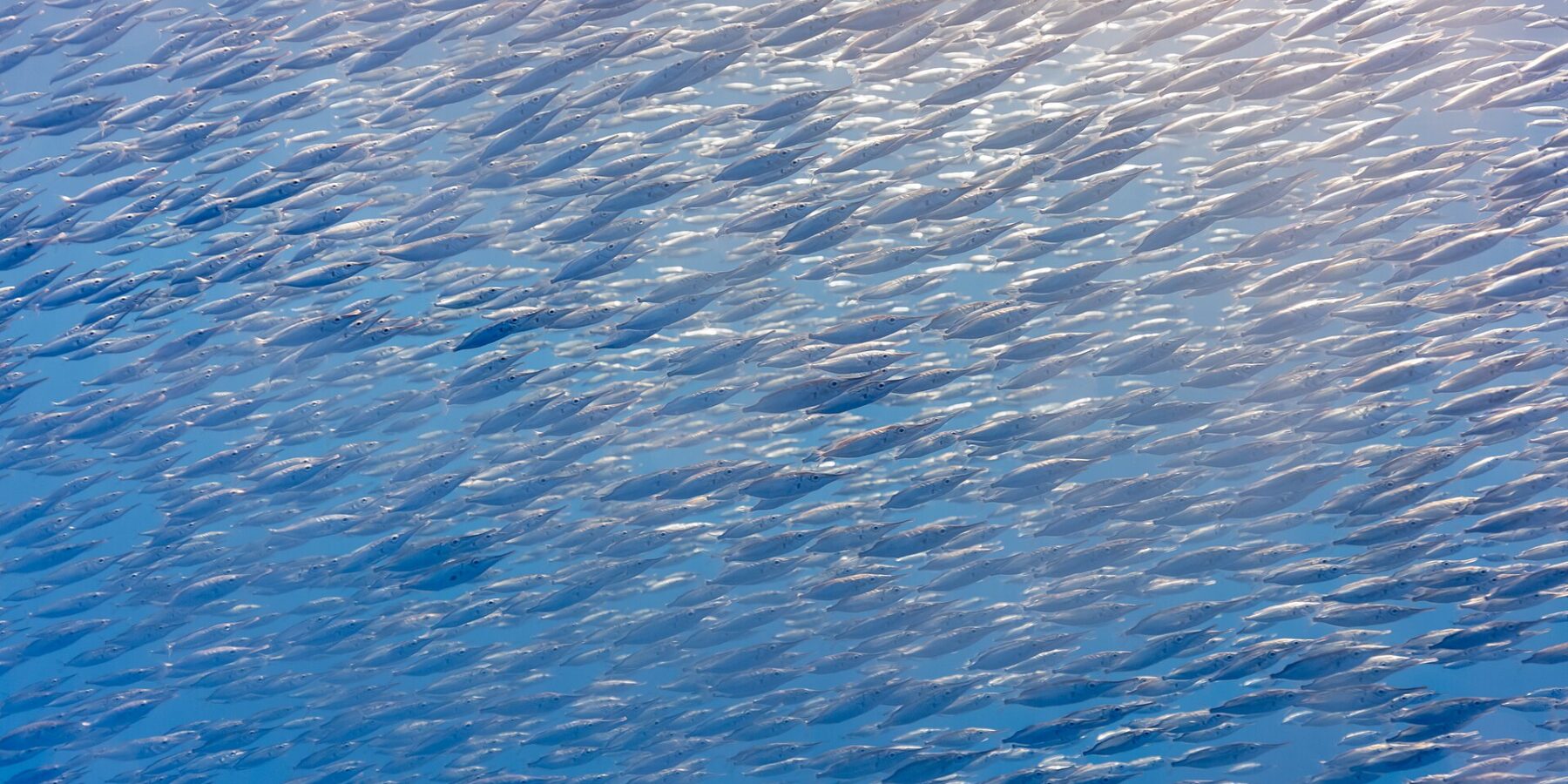 Een dichte school zilveren snipvissen, kleine vissen met een lange buisvormige snuit, vult het hele beeld diagonaal, rechtsboven verlicht door de zon in blauw water