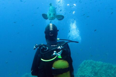 Een duiker in een zwart wetsuit, met een gele fles op de rug, van achteren gezien tegenover een bruine tandbaars die in het blauwe water op hem afkomt, boven met algen begroeide rotsen en tussen tientallen kleine visjes.