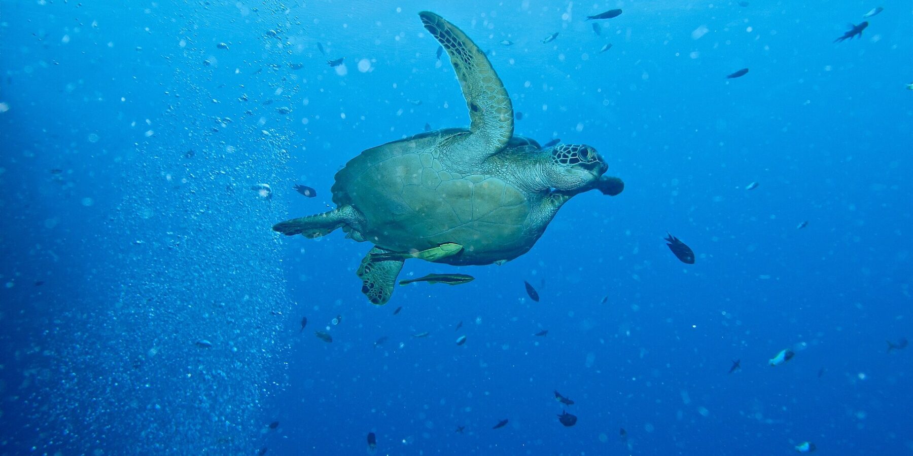 Een groene zeeschildpad zwemt naar rechts in het blauwe water, met twee gelige schildvissen onder het buikschild, naast een kolom bellen van duikers en kleine visjes.