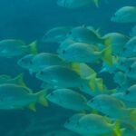 Een dichte school gele snappers met felgele vinnen, van opzij gezien in blauwgroen water, op het rif van Cabo Pulmo