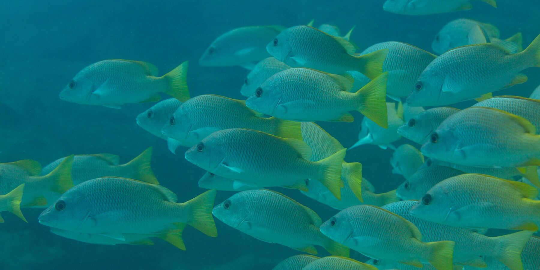 Een dichte school gele snappers met felgele vinnen, van opzij gezien in blauwgroen water, op het rif van Cabo Pulmo