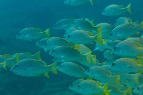 Een dichte school gele snappers met felgele vinnen, van opzij gezien in blauwgroen water, op het rif van Cabo Pulmo