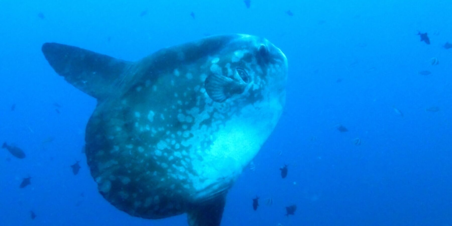 Een grijze maanvis met lichte vlekken, schuin van voren gezien in het blauwe water, met zijn lange rug- en aarsvin uitgestrekt, omringd door kleine rifvissen.