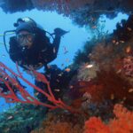 Een duiker in een zwart wetsuit kijkt in de camera, omlijst door rode gorgonen en oranje zachte koralen waartussen kleine anthias zwemmen, tegen blauw water.