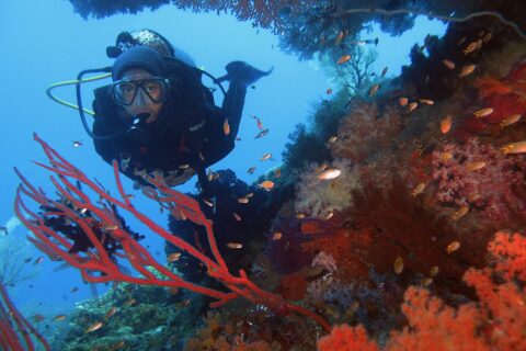 Een duiker in een zwart wetsuit kijkt in de camera, omlijst door rode gorgonen en oranje zachte koralen waartussen kleine anthias zwemmen, tegen blauw water.