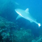 Een grijze rifhaai zwemt boven een steile wand vol struiken zwart koraal, met een tweede haai op de achtergrond in blauwgroen water