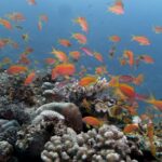 Een wolk oranje anthias boven een rif van harde koralen, in helder blauw water