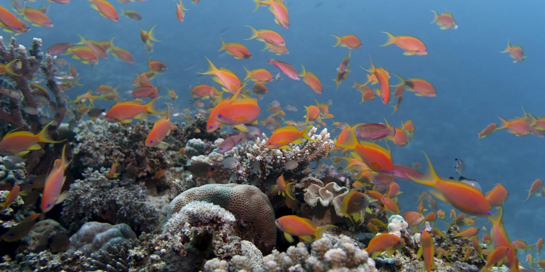 Een wolk oranje anthias boven een rif van harde koralen, in helder blauw water