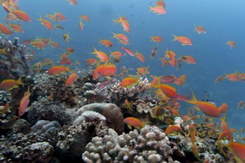 Een wolk oranje anthias boven een rif van harde koralen, in helder blauw water