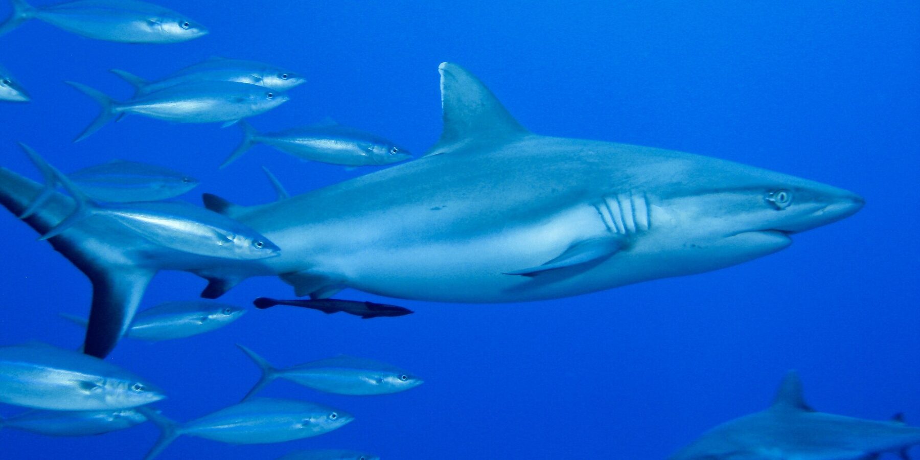 Een grijze rifhaai van opzij gezien, met een remora onder de buik, zwemt in het blauw naast een school zilveren vissen, met een tweede haai rechtsonder.