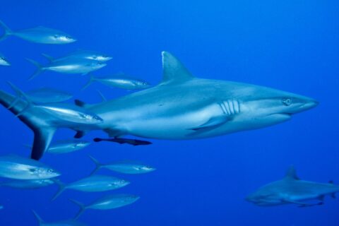 Een grijze rifhaai van opzij gezien, met een remora onder de buik, zwemt in het blauw naast een school zilveren vissen, met een tweede haai rechtsonder.