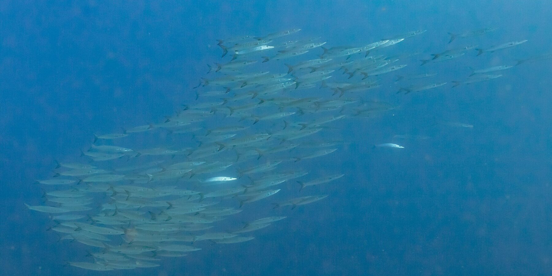 Een dichte school zilveren barracuda's, van opzij gezien in diepblauw water, gefotografeerd in de Rode Zee bij Ras Mohammed