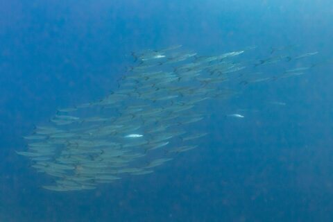 Een dichte school zilveren barracuda's, van opzij gezien in diepblauw water, gefotografeerd in de Rode Zee bij Ras Mohammed