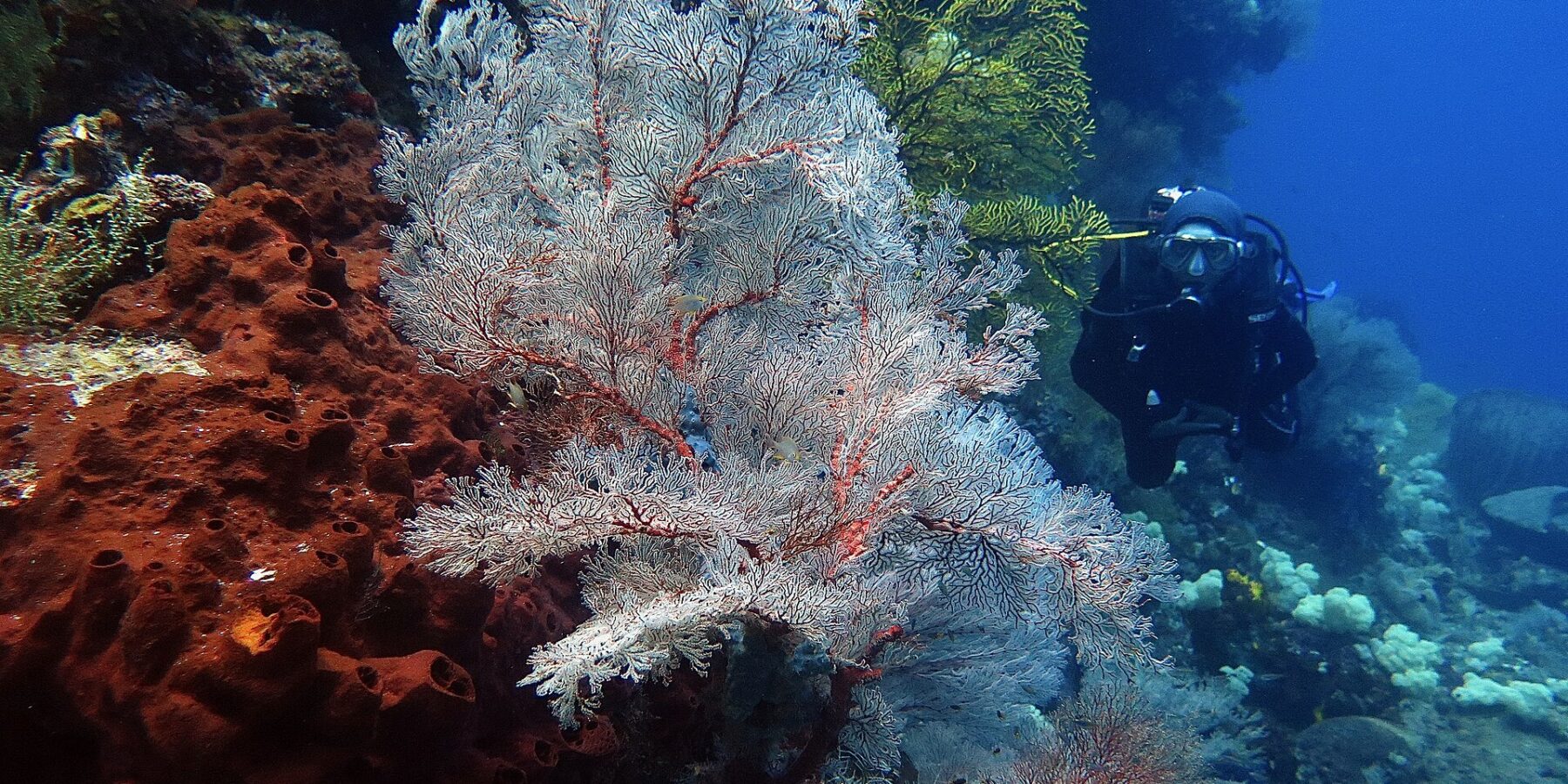 Een grote witte gorgoon met rode nerven, uitgespreid als een waaier, tussen een roestkleurige spons vol gaten links en een gele gorgoon, met een duiker in het zwart die rechts in het blauwe water nadert.