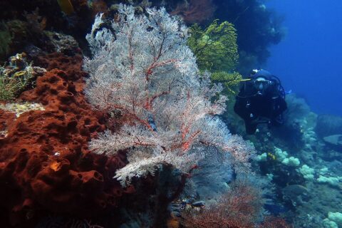 Een grote witte gorgoon met rode nerven, uitgespreid als een waaier, tussen een roestkleurige spons vol gaten links en een gele gorgoon, met een duiker in het zwart die rechts in het blauwe water nadert.