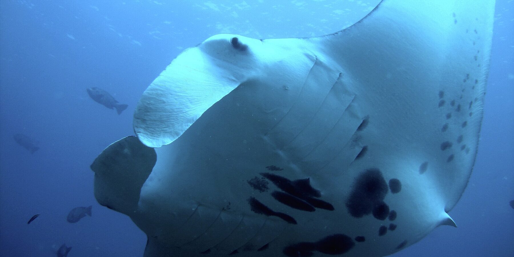 Een rifmanta van dichtbij en van onderen gezien, met een witte buik met zwarte vlekken en uitgerolde kopvinnen, omringd door vissen in het blauw