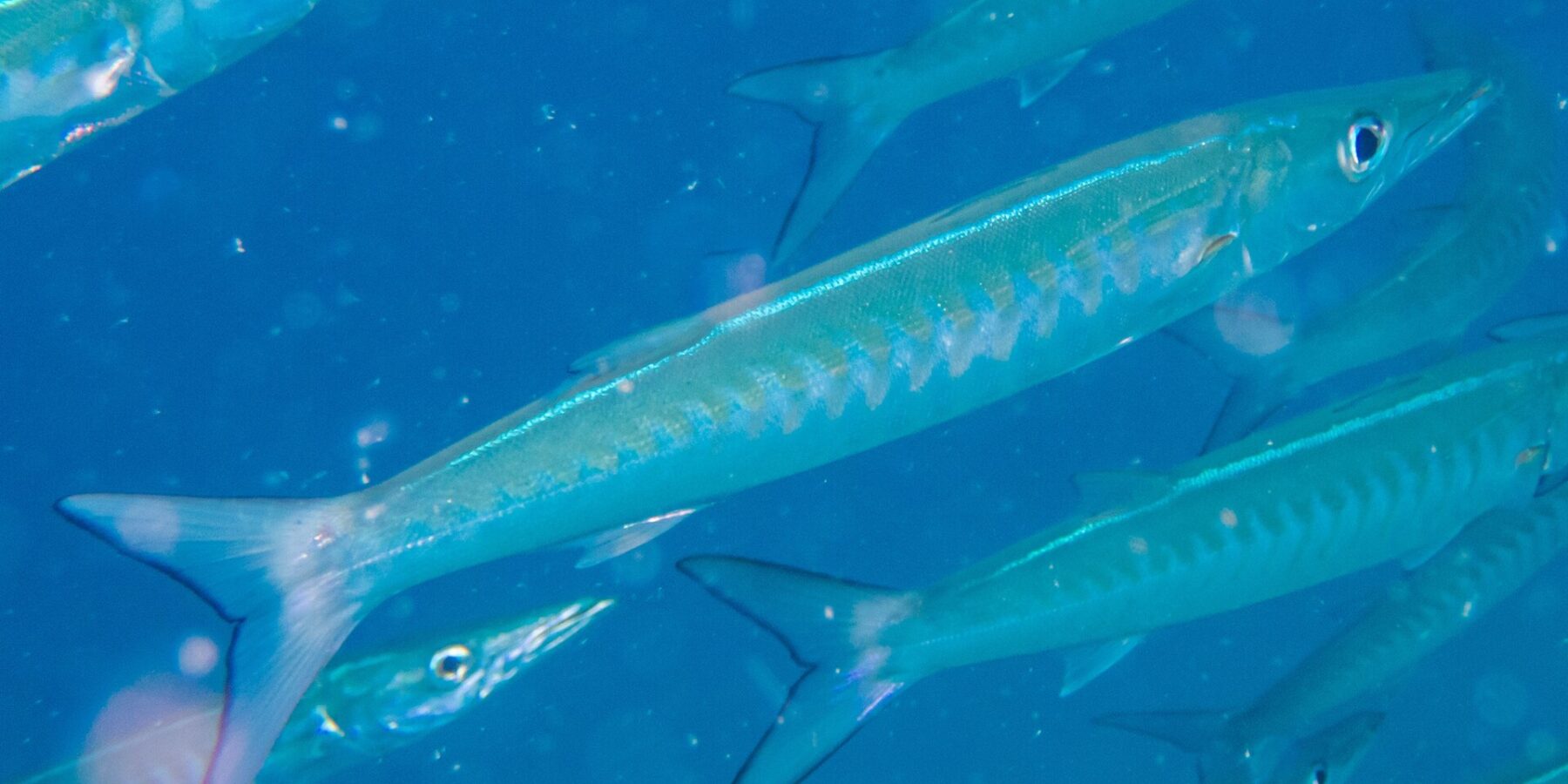 Een chevronbarracuda met een zilverblauw lijf en V-vormige strepen op de flanken schiet schuin naar rechts door zijn school, in blauw water vol zwevende deeltjes