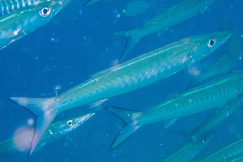 Een chevronbarracuda met een zilverblauw lijf en V-vormige strepen op de flanken schiet schuin naar rechts door zijn school, in blauw water vol zwevende deeltjes