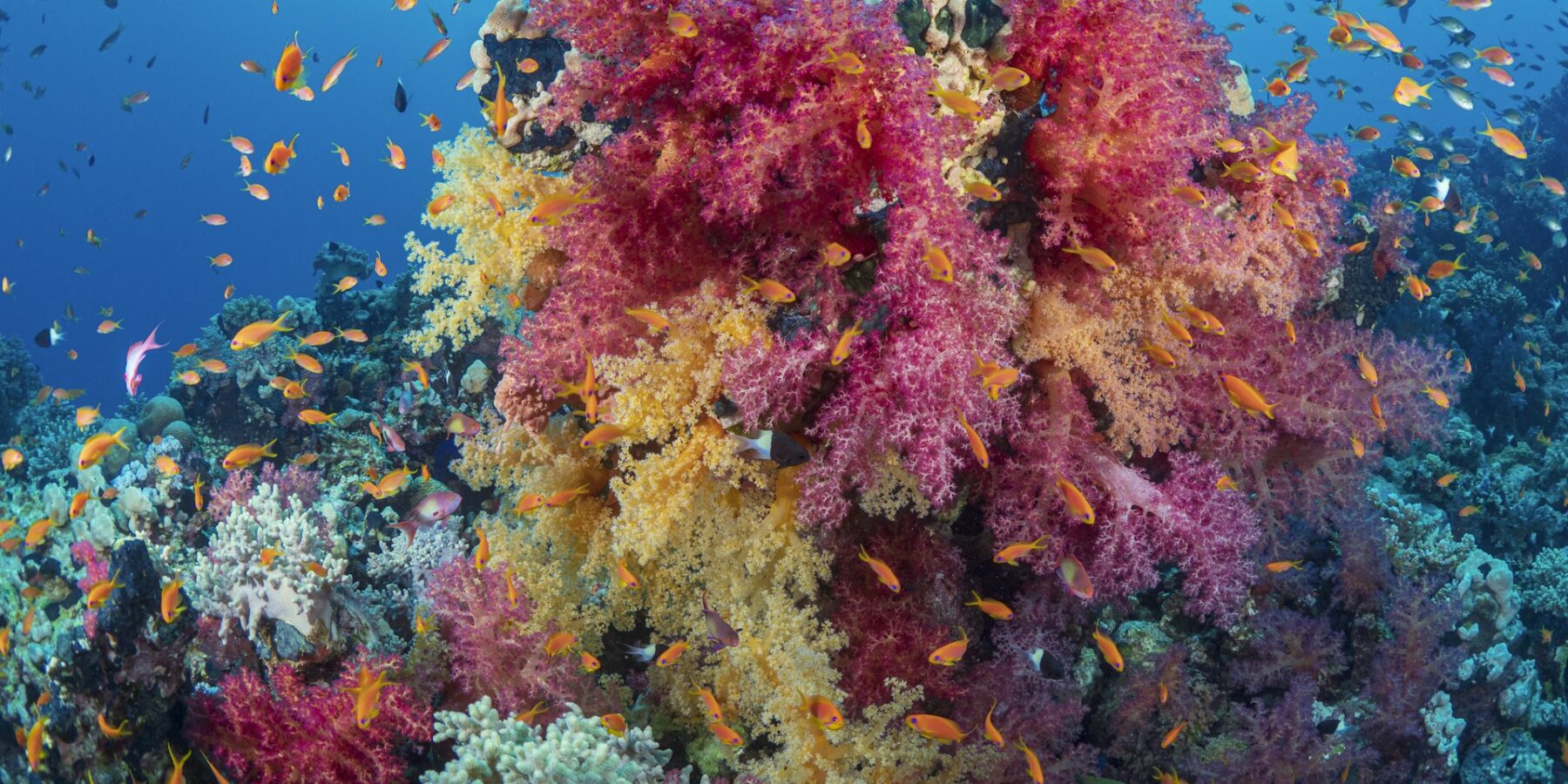 Een bos roze en gele zachte koralen vol oranje anthias, op een rif in de Rode Zee
