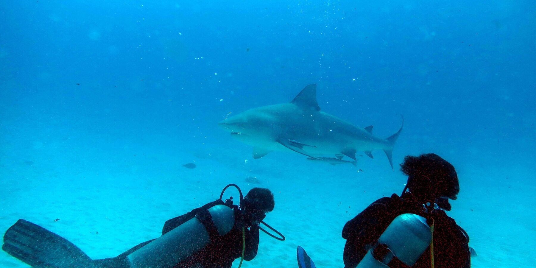 Twee duikers geknield op het zand kijken naar een stierhaai die voor hen langs zwemt in turquoise water, voor de kust van Playa del Carmen