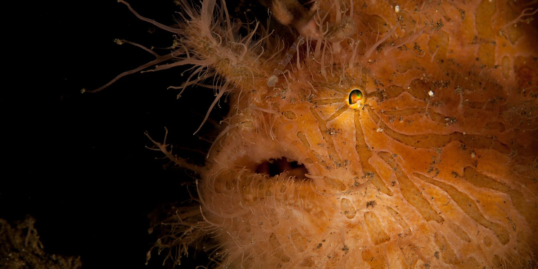Close-up van een oranje harige hengelaarsvis met bruine strepen, bedekt met draden, met een klein glanzend oog en een half open bek, tegen een zwarte achtergrond.