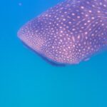 De kop en rug van een walvishaai vol witte stippen, van opzij gezien vlak onder het oppervlak, in felblauw water