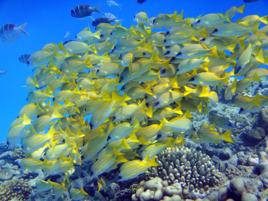 Een dichte school blauwgestreepte snappers, geel met blauwe strepen, opeengepakt boven de koralen in blauw water