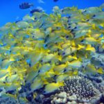 Een dichte school blauwgestreepte snappers, geel met blauwe strepen, opeengepakt boven de koralen in blauw water