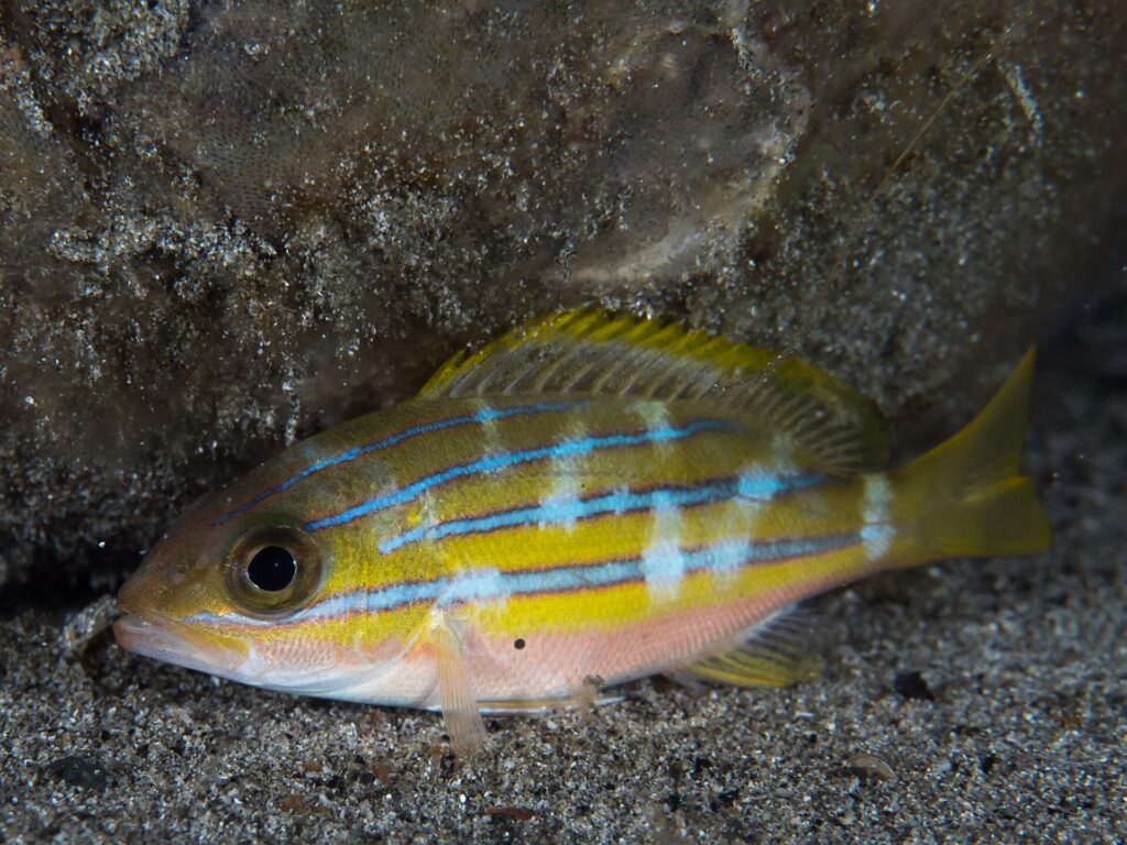 Een blauwgestreepte snapper rust alleen op het zand aan de voet van een rots, de blauwe lijnen onderbroken door lichte verticale vlekken, de buik rozig