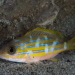 Een blauwgestreepte snapper rust alleen op het zand aan de voet van een rots, de blauwe lijnen onderbroken door lichte verticale vlekken, de buik rozig